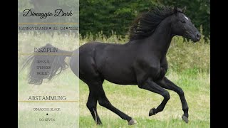 For Sale  Dimaggio Dark [upl. by Eet]