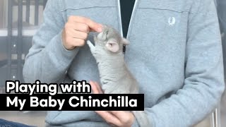 Enjoy Playtime with Baby Chinchillas [upl. by Seraphina]