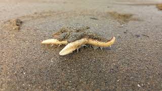 Sand star on Greencastle beach County Down NI [upl. by Evans]