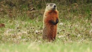 Marmotte Siffleux et son amie la corneille [upl. by Neelrahs795]