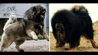 Kangal Dog vs Tibetan Mastiff A Comprehensive Comparison fyp vibes TibetanMastiff DogBreeds [upl. by Naelcm]