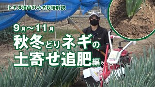 【秋冬どりネギの育て方9〜11月の管理】涼しくなったら追肥＆土寄せで秋冬年内収穫・家庭菜園・直売出荷 2～3月にセルトレイ播種→4月～5月GWに定植→秋冬年内収穫 伸ばして太らせる追肥と土寄せの技術 [upl. by Tra838]