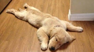 Funny Golden Retriever Puppies videos  Compilation 2017 [upl. by Latta674]