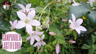 Campanula lactiflora [upl. by Melville716]