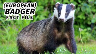 European Badger Facts aka the Eurasian Badger  Animal Fact Files [upl. by Dugald]