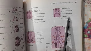 Development of urinary system part 2 Metanephros  Urogenital system [upl. by Aivataj]