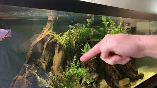 Adding Fish to the Leopard Ctenopoma Tank  Will They Get Eaten [upl. by Soilissav]