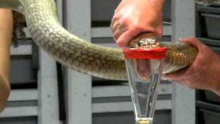 King Cobra Venom Extraction [upl. by Nathanil]