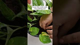 Tips to Make Your Pothos Bushier Than Everiamthegardener pothosplant pothospropagation [upl. by Esiuole]