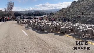 Crowds Gather to Watch Over 2500 Sheep Cross Highway in Western Idaho [upl. by Beberg]