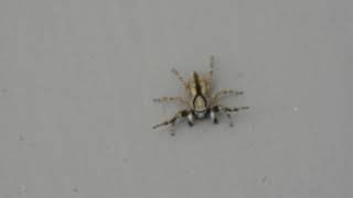 Grey Wall Jumping Spider Menemerus Bivittatus mating dance [upl. by Nydnarb489]