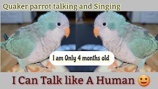 Monk Parrot Talking  Quaker Parrot Talking and Singing🦜 [upl. by Milinda88]