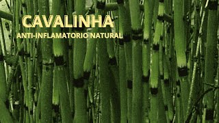 Cavalinha Equisetum arvense ‐ [upl. by Shirline924]