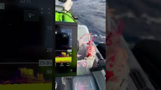 Rappresentazione discesa calamaro con GARMIN 923xsv pesca fishing kayak [upl. by Haroved]