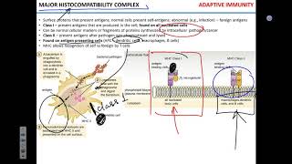 T cell activation [upl. by Bigner]