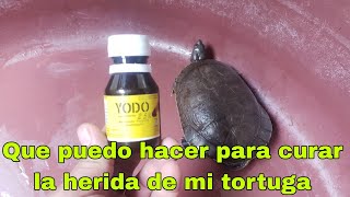 Como puedo curar las heridas en mis tortugas TorTulandia ayuda [upl. by Bessy736]