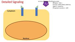 Cytokinin signaling pathway animation [upl. by Einatirb]