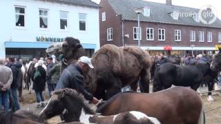 Kameel op de paardenmarkt in Elst [upl. by Layap]