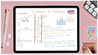 Cohesion and Adhesion of Water  AP and DP Biology Review [upl. by Enerol]