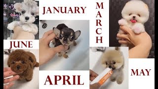 Who Is Your Birth Month Puppy  Get An Adorable Puppy Lets See [upl. by Refenej572]