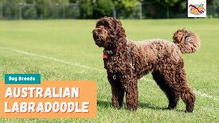 Australian Labradoodle Your Complete Guide To The First Labrador Poodle Mix [upl. by Acinomahs]