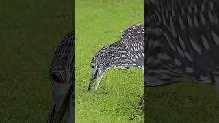 Watch This Bird Use a Genius Trick to Catch Fish shorts [upl. by Schuman]