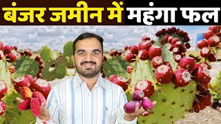 बंजर ज़मीन में लाखों की कमाई  Cactus farming  cactus ki kheti  कैक्टस खेती  Best fruit farming [upl. by Annabal]