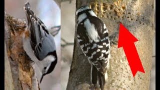 PROOF Woodpeckers Can Damage Houses and Trees [upl. by Oek]