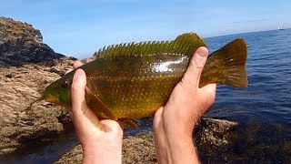 Shore Fishing  FANTASTIC Summer Fun Weedless LURE Fishing for WRASSE [upl. by Noseimaj]