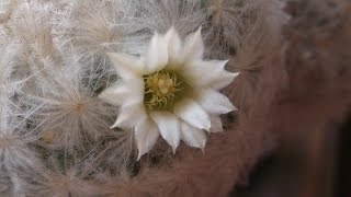 My Mammillaria Plumosa Feather Cactus in tiny snow white flower Dec 2014 [upl. by Dustan]