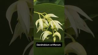 Dendrobium eriiflorum rare orchid saveorchid [upl. by Grassi]