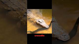 Electric Eel Vs Crocodile Meet in The Wild shorts [upl. by Farmer]