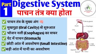 Digestive System in hindi  पाचन तंत्र  Organs of Digestive System  Oral Cavity [upl. by Janie]