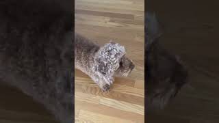 Miniature Poodle BARKING FOR TREATS shorts [upl. by Nybbor]