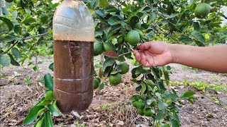 Tu limonero EXPLOTARA de Flores y Fruta🍋 Fertilizante Orgánico para tu Árbol de limón [upl. by Neona]