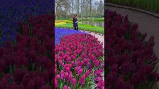 Must do in Amsterdam Keukenhof  The World’s Biggest Flower Garden 🌺 [upl. by Ellimac148]