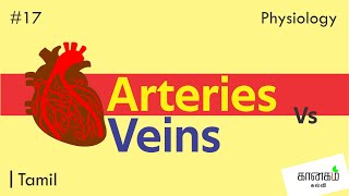 17 Arteries VS Veins Tamil [upl. by Eicirtap724]