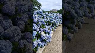 hydrangeaгортензияgardenгортензіяflowers parkjardinshortsアジサイhortensiaсадnature newport [upl. by Ateloiv92]