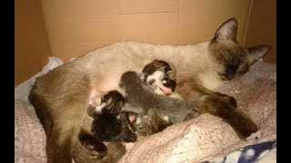 Acompanhe o parto e nascimento dos filhotes da gatinha Mammy resgatada poucas horas antes [upl. by Giardap860]