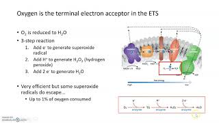 Generation of Reactive Oxygen Species ROS [upl. by Gaylene824]