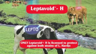 MSD Leptavoid H [upl. by Annekam]