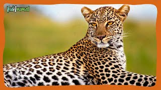 TODO SOBRE EL LEOPARDO AFRICANO [upl. by Htessil]