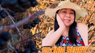 Aronia Berry ผลไม้ที่สวีเดนนิยมปลูกเป็นรั้วบ้าน อร่อยมาก [upl. by Nomor]