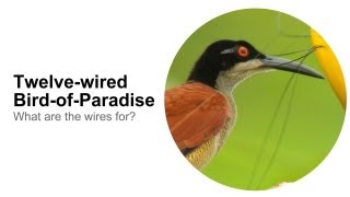 Twelvewired BirdofParadise What Are the Wires For [upl. by Keiko]