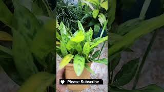 Ctenanthe Snake PlantsPlants Care agriculture viralshorts inspiration shorts plants [upl. by Winne]