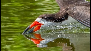 Skimming by Black Skimmers  Baby Skimmers [upl. by Tteraj925]