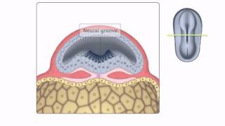 General Embryology  Detailed Animation On Neurulation [upl. by Kemp779]