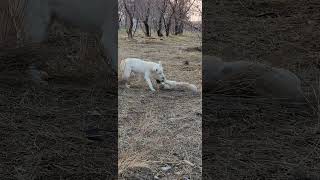 YEMEĞİMİZİ YEDİK OYUNU ÇOK SEVİYORUZ PAMUK KIZ VE YAŞAR BEY köpek [upl. by Bergen]