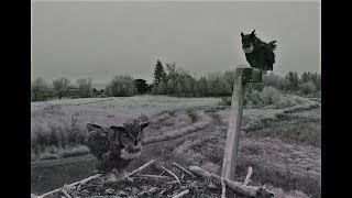 A pair of Great horned Owls meet up and hoot to eachother 2018 11 21 18 46 18 224 [upl. by Shulem]