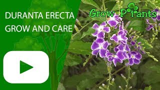 Duranta erecta  grow and care Sky flower [upl. by Netaf]